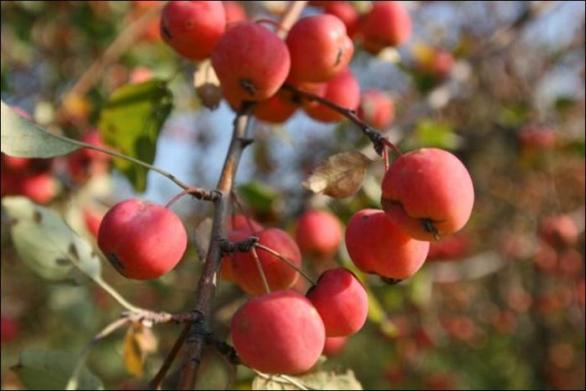 Malus sieversii