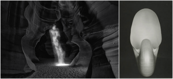 Peter Lik: Phantom (2014) / Edward Weston: Nautilus (1927)