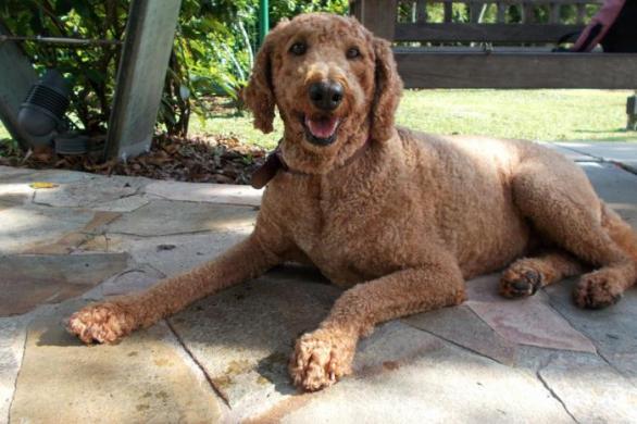 Tady je to jasné – objektem zájmu je nepochybně tahle kudrnatá irská teriérka (nebo je to snad italská vodní psice plemene Lagotto romagnolo)?