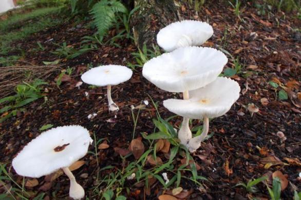 Vypadá to jako šťavnatka slonovinová (Hygrophorus eburneus) alias kovbojský kapesník, jedlá a výtečná houba... ale taky to může být něco úplně jiného a třeba i jedovatého. Poradí nám nějaký mykolog?