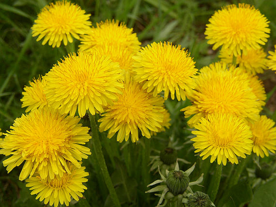 Detail smetanky lékařské (Taraxacum officinale) v rohu roztockých tenisových kurtů. Důkaz, že v Roztokách kvete plevel, ale ne špičkový tenis. 