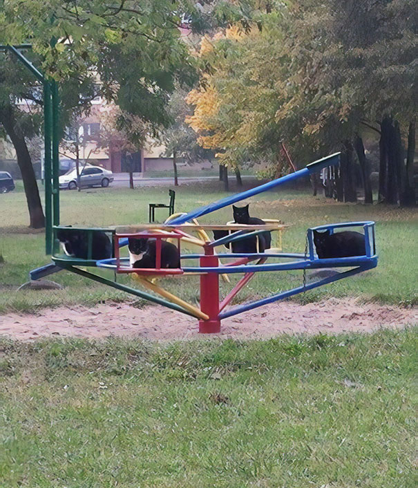 Kočičí kolotoč.