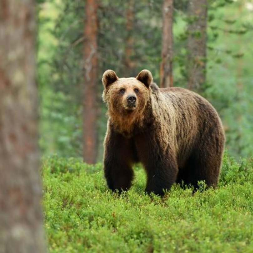 Źeny bývají pomalejší než muži, což se hodí, když narazíte na medvěda
