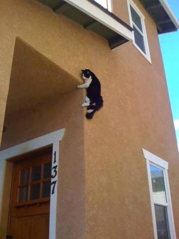 12. Spidercat v akci