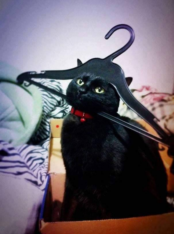 14. Bad cat day