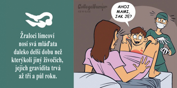 4. Žralok límcový